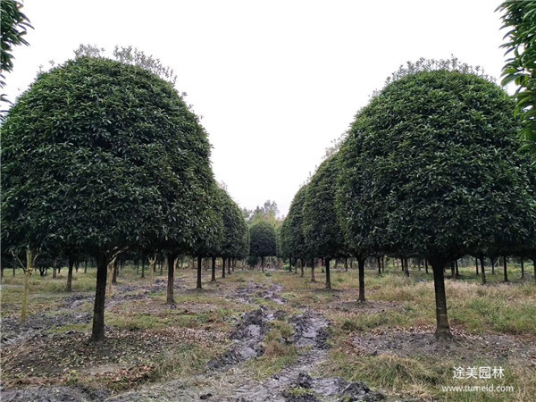 桂花樹(shù)圖片