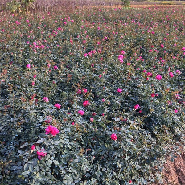 豐花月季圖片