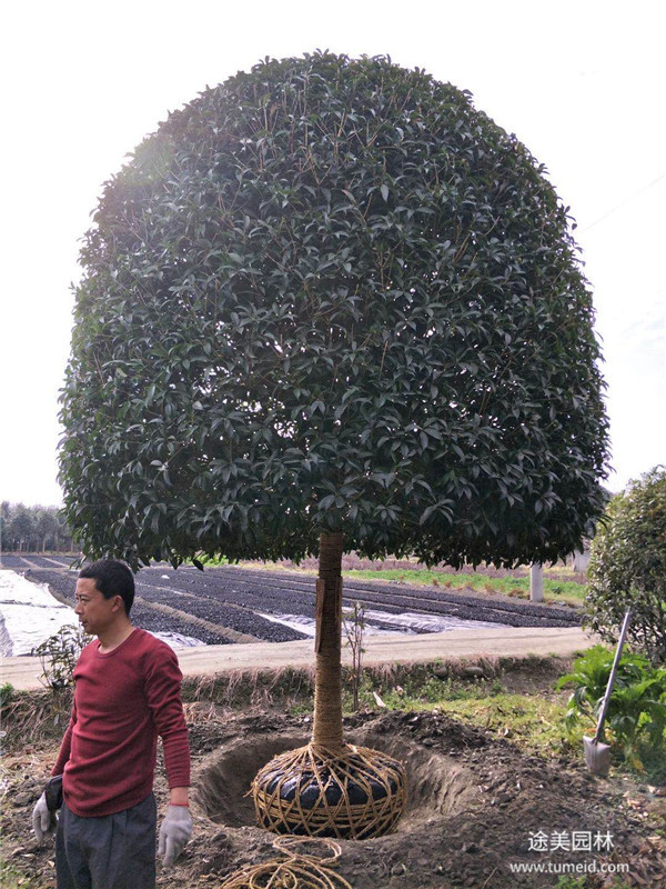 桂花樹圖片