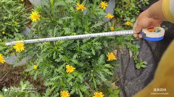 20~30公分的木春菊批發(fā)基地？