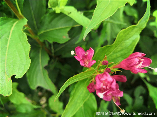 紅王子錦帶基地實(shí)拍圖片