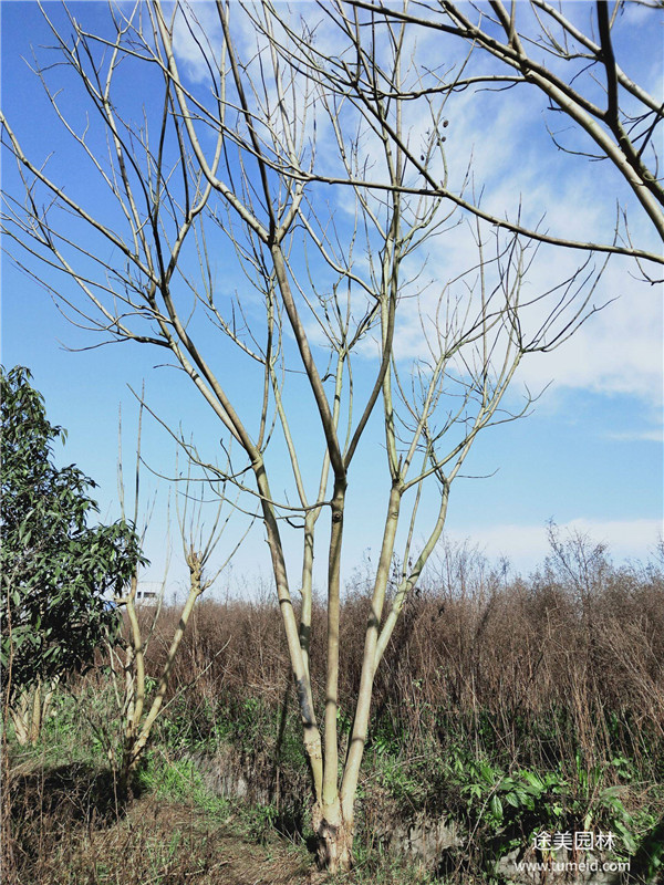 冬季的叢生藍(lán)花楹圖片