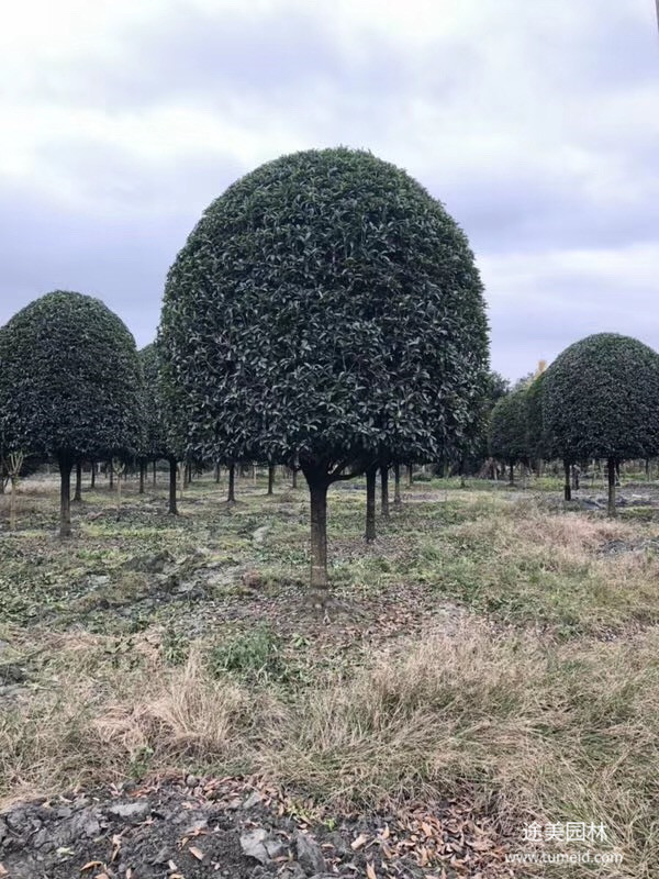 貴州桂花樹(shù)基地圖片