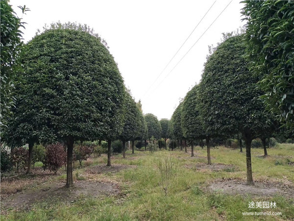 桂花樹(shù)圖片