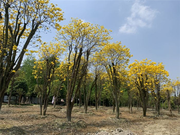 黃花風(fēng)鈴木基地實(shí)拍圖片