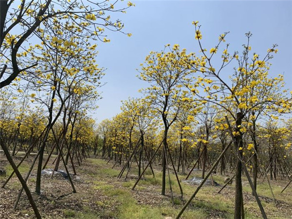 黃花風(fēng)鈴木基地實(shí)拍圖片