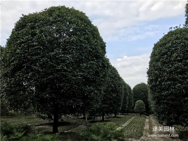 金桂基地實(shí)拍圖片