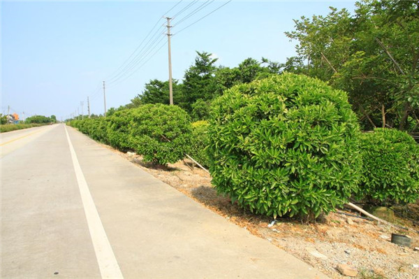 非洲茉莉球基地實(shí)拍圖片